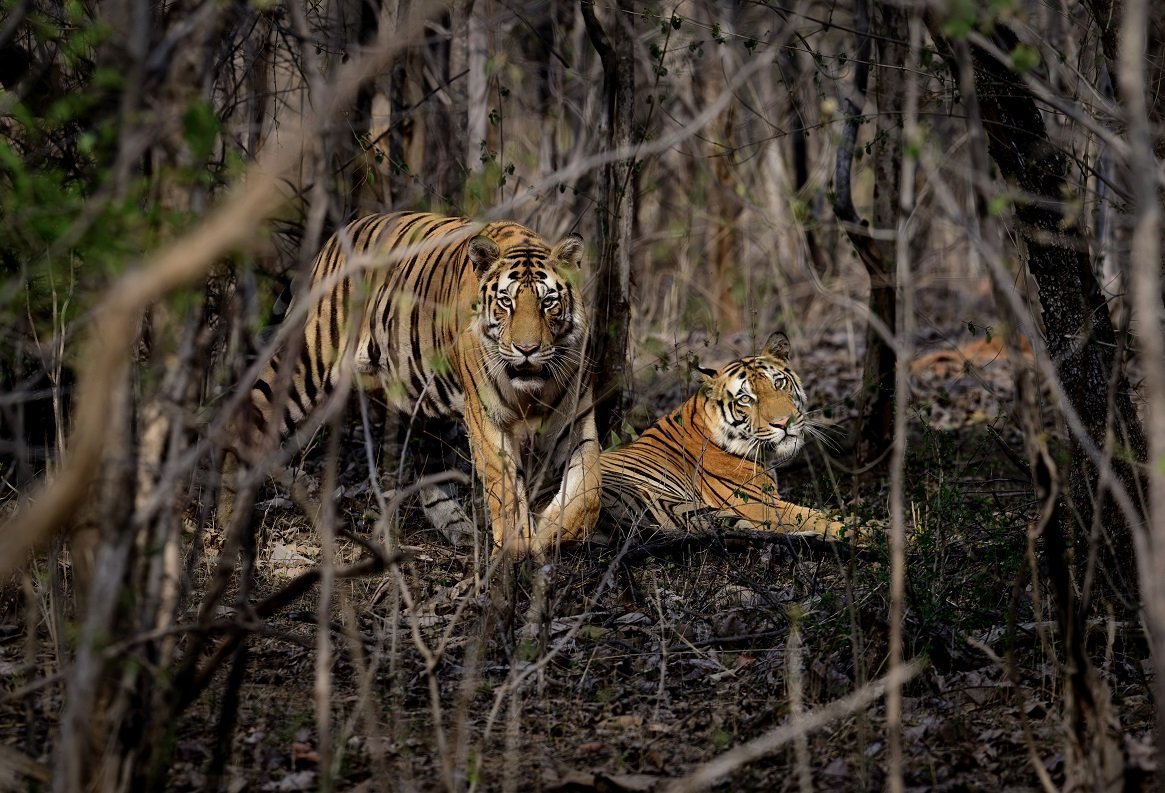 Tigress and cub in the forest