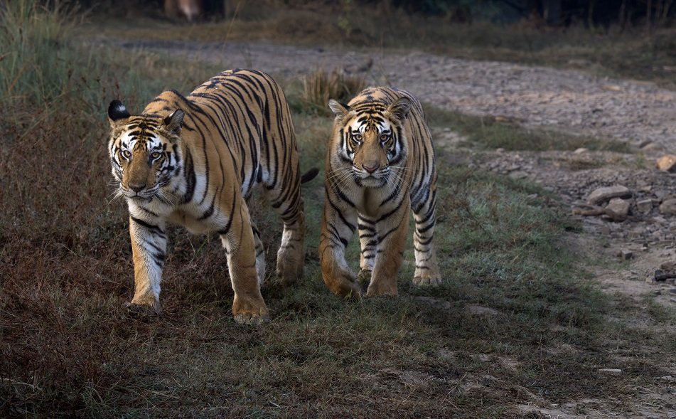 Two tigers on a forest trail
