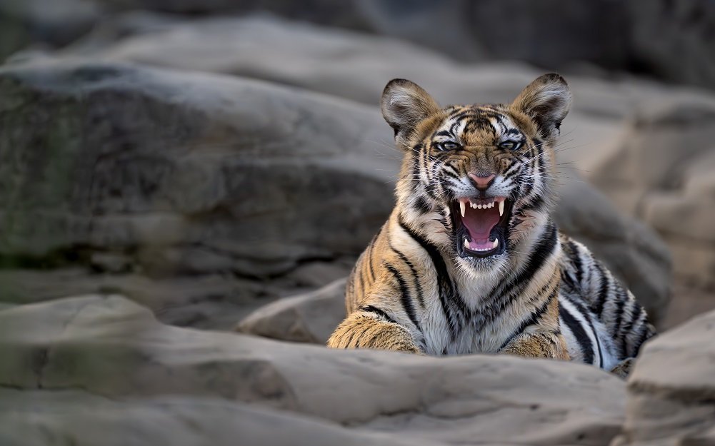 Tiger portrait captured by Harvijay Photography