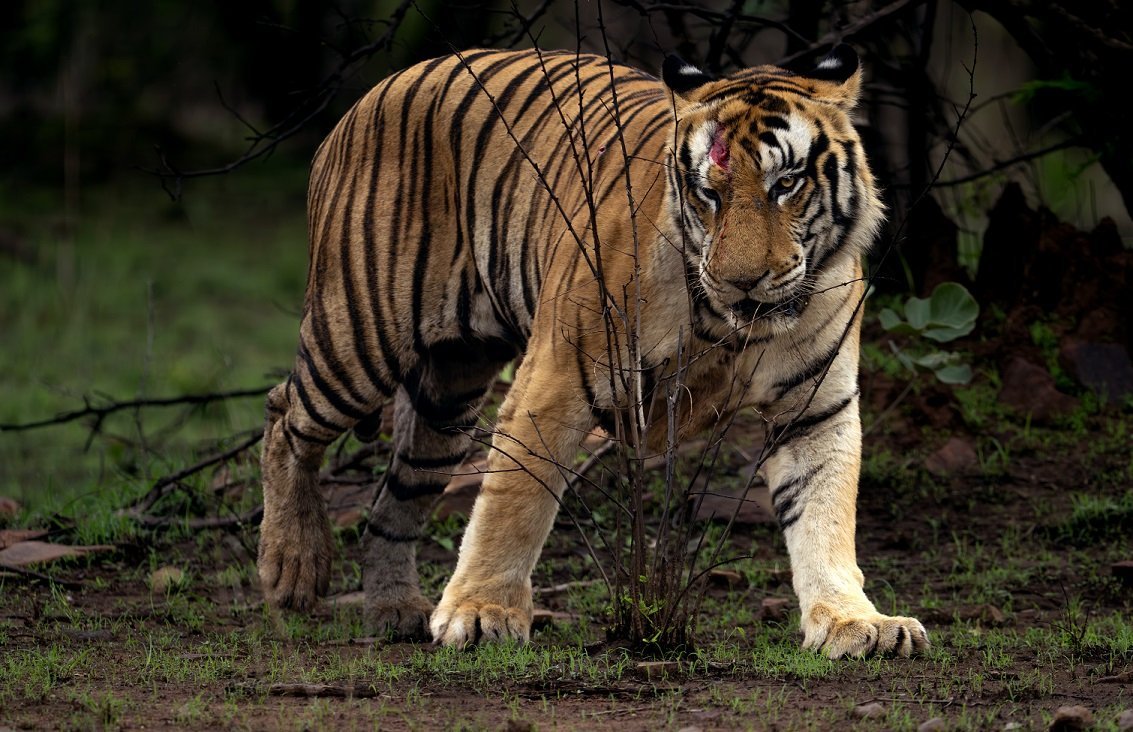 Tiger on the move