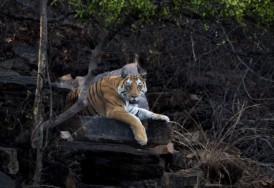 Tiger resting on rocks