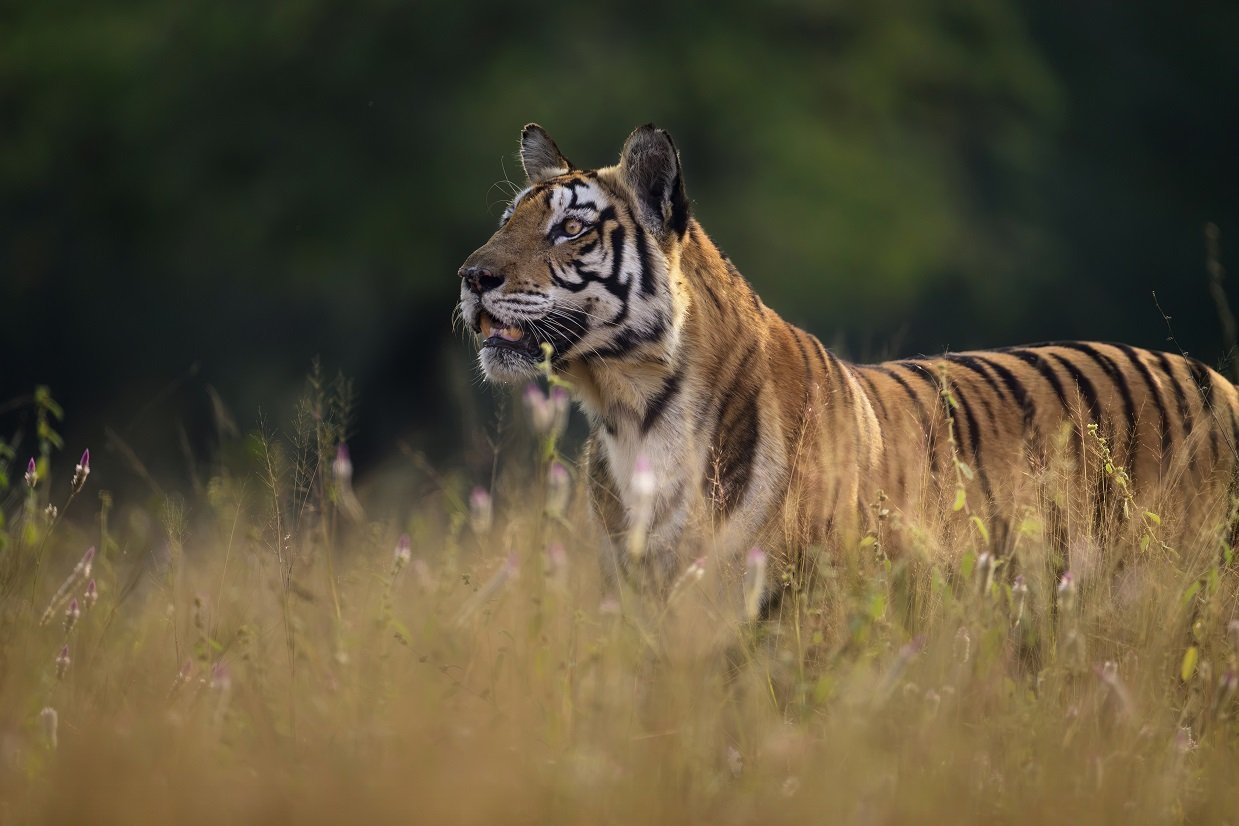 Tiger in golden light