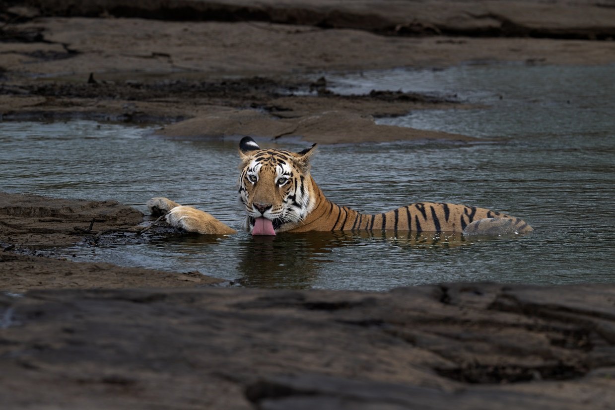 Tiger at a waterhole