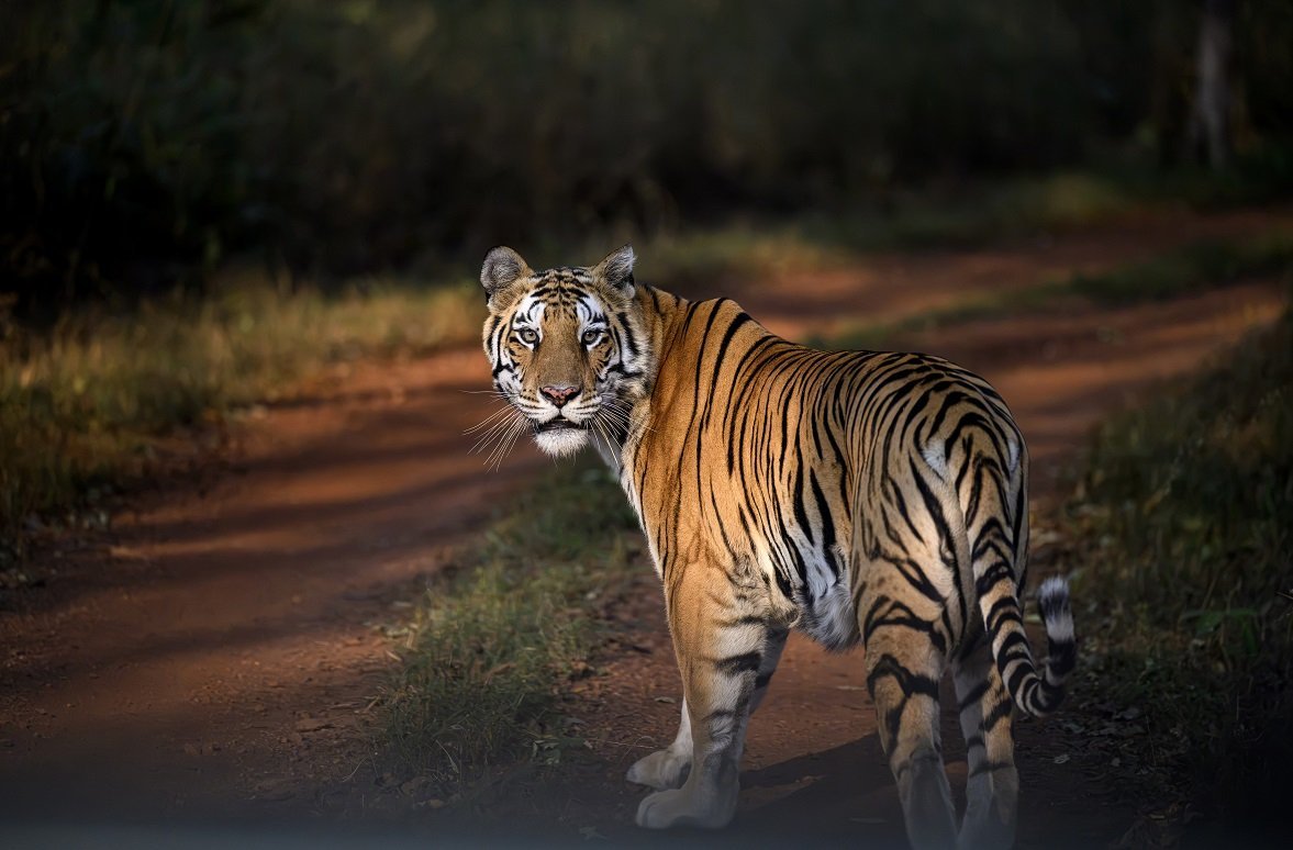 Tiger walking a forest track