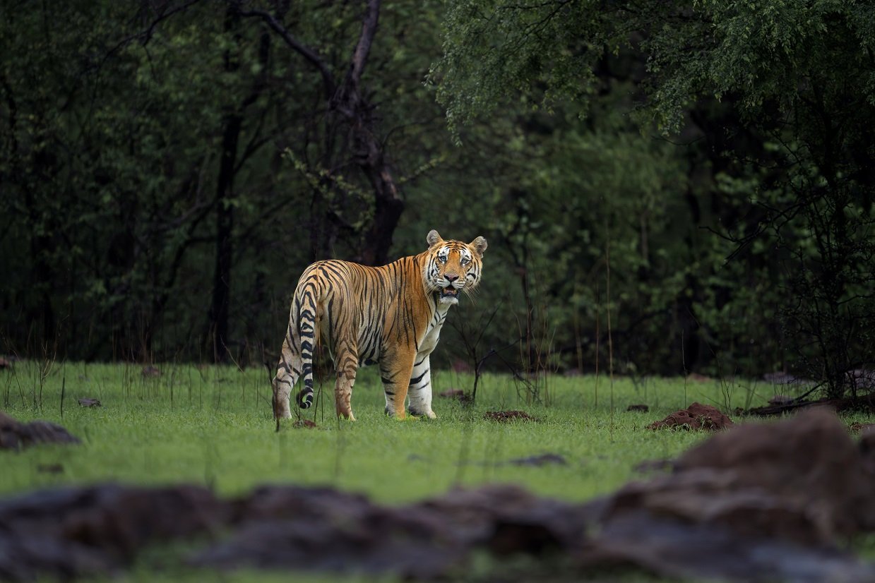 Tiger in a green meadow