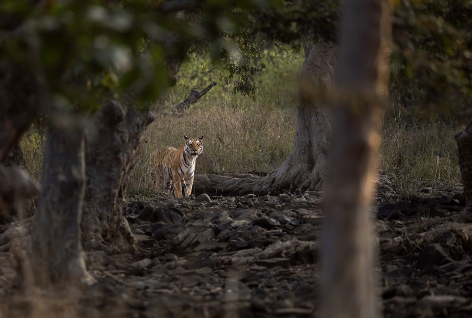 Tiger deep in the forest