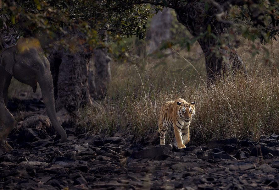 Tigress with cub