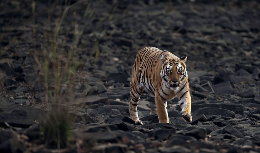 Tiger prowling at last light