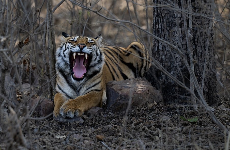 Tiger portrait