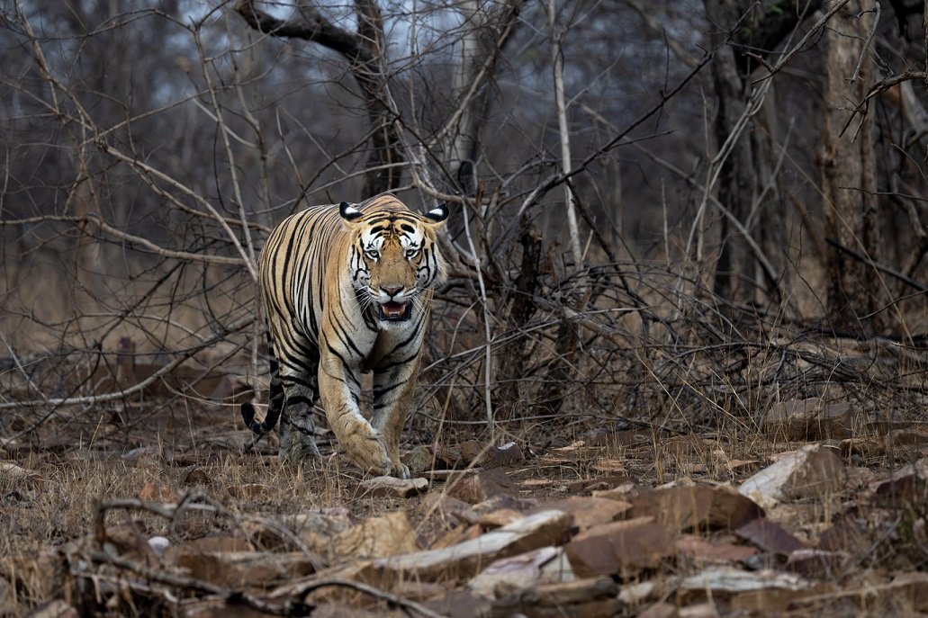 Tiger walking through winter undergrowth