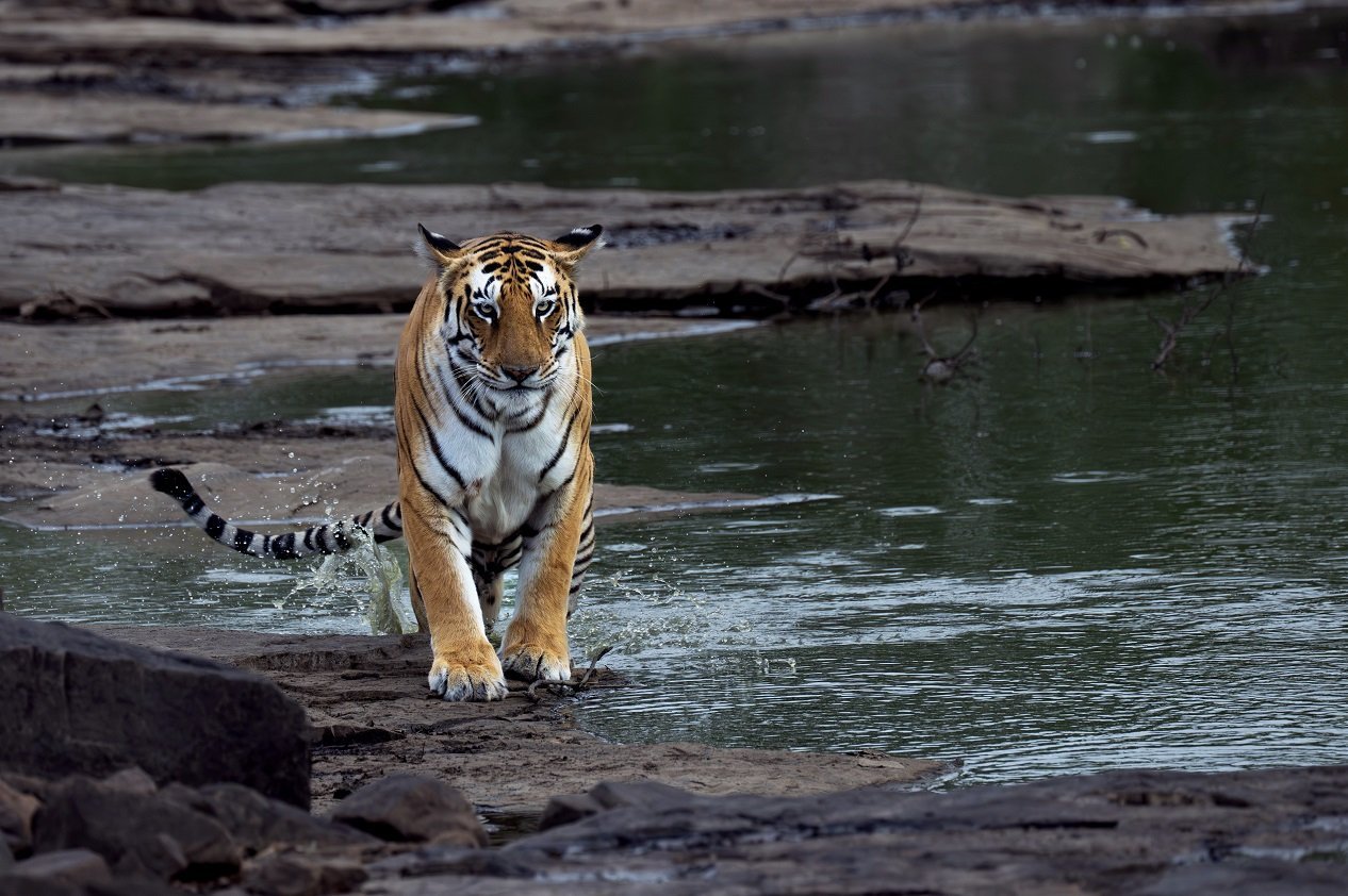 Tiger crossing a stream