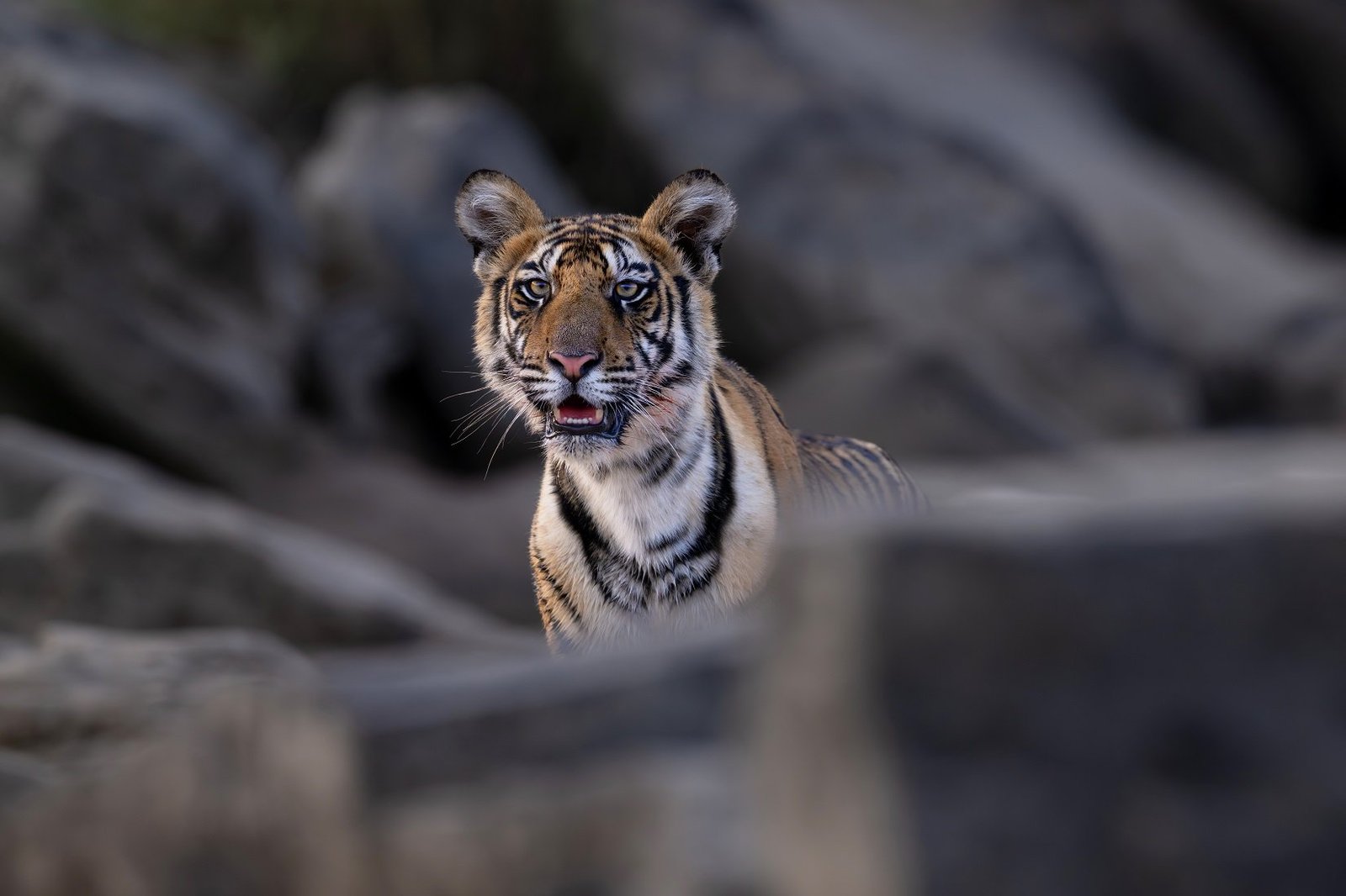Tiger portrait, Ranthambore National Park