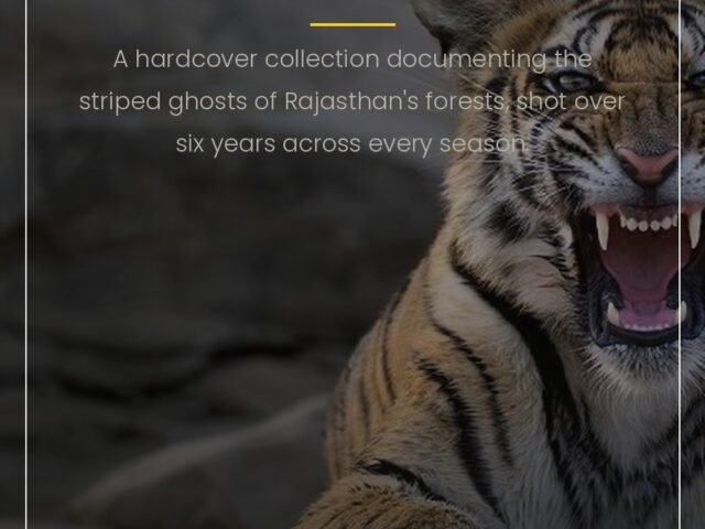 Tigers of Ranthambore