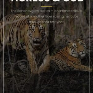 Tigress & Cub