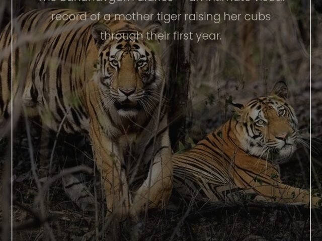 Tigress & Cub