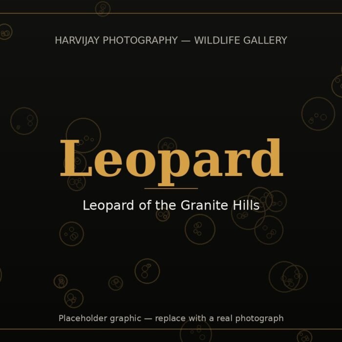 Leopard of the Granite Hills