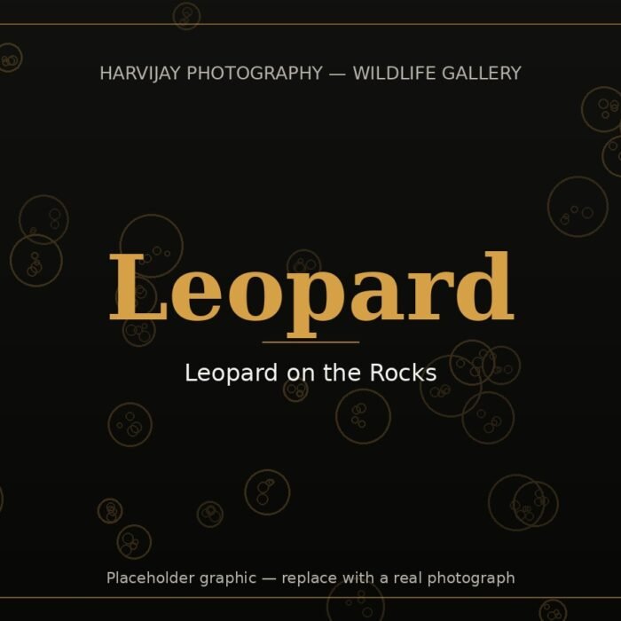 Leopard on the Rocks