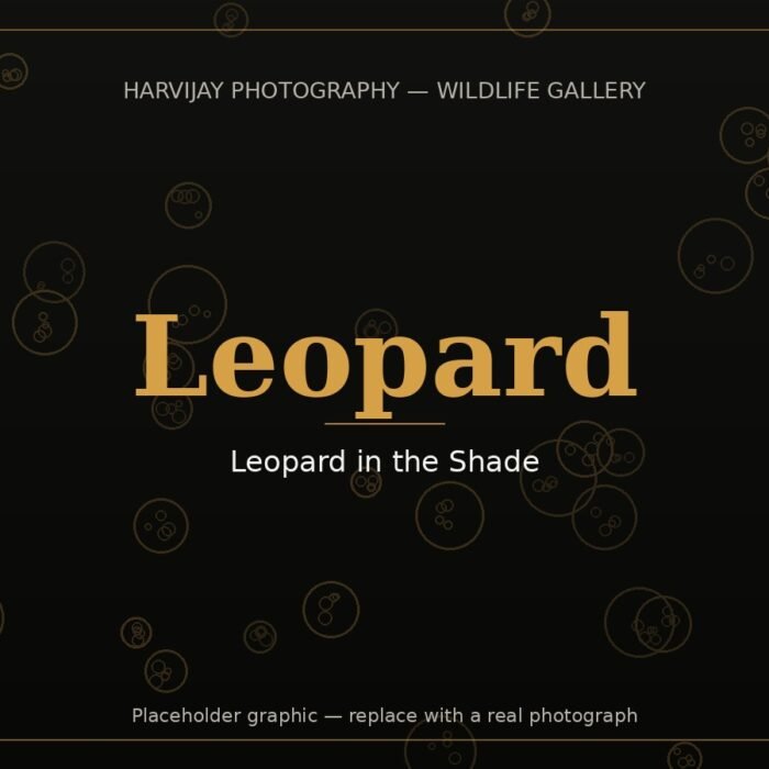 Leopard in the Shade