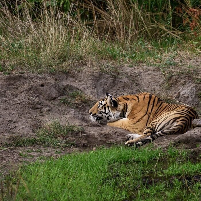 Resting in the Golden Grass