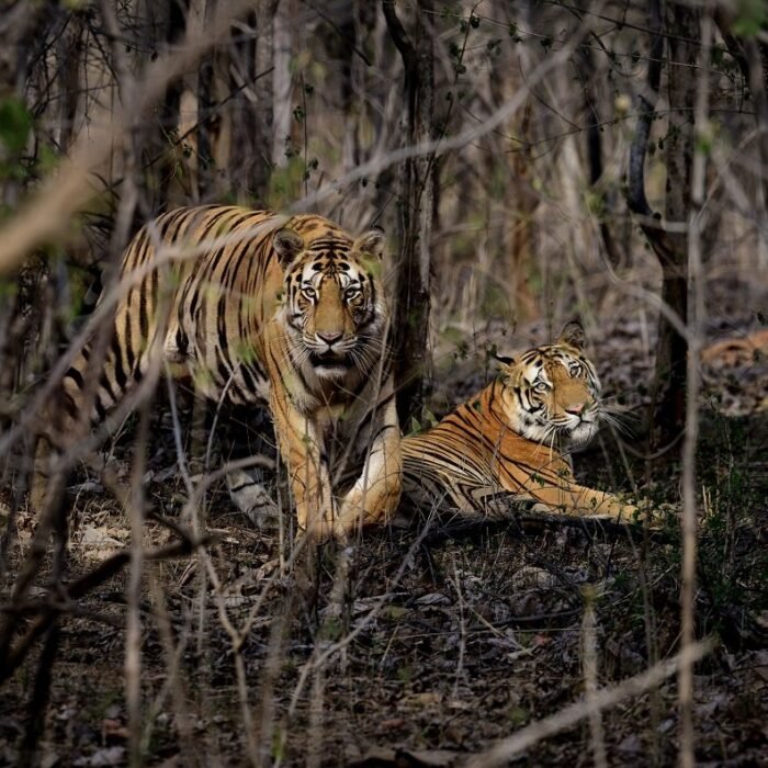 Tigress with Cub, Forest Trail