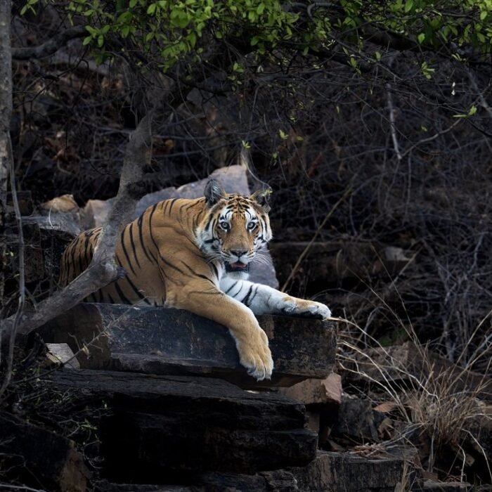 Resting on the Rocks