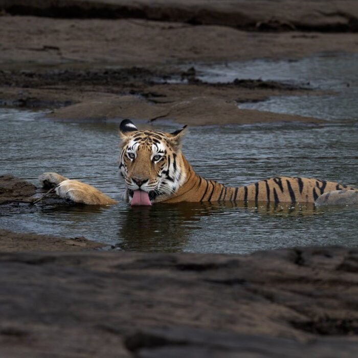 Cooling Off at the Waterhole