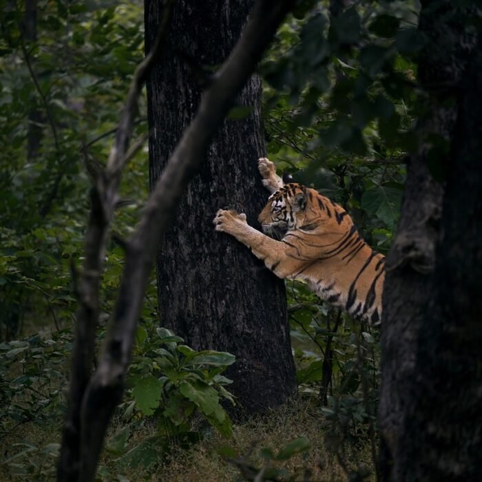 Leap Through the Trees