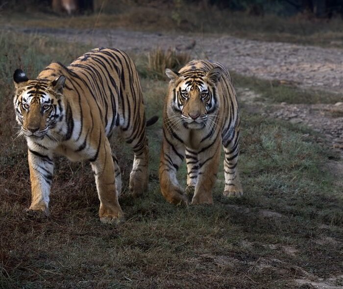 Two on Patrol