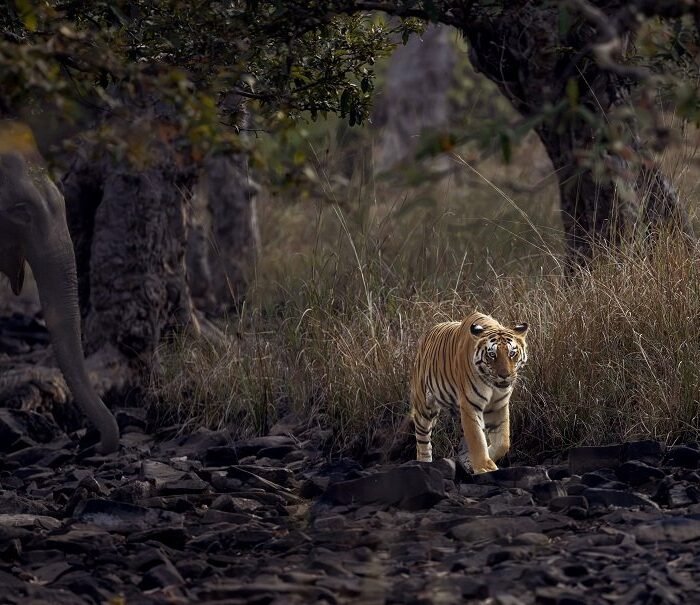 Mother and Cub, First Steps