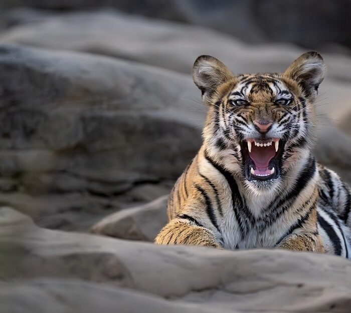 The Roar
