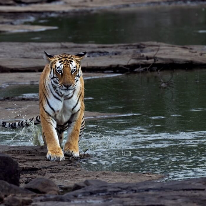 Crossing the Stream